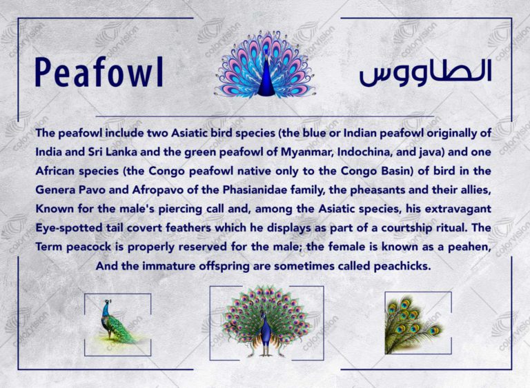 peafowl-color-vision-adv-1